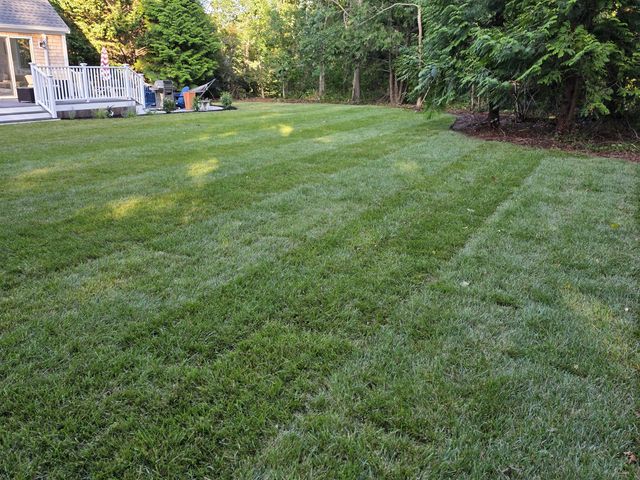 Healthy new lawn along the tree line