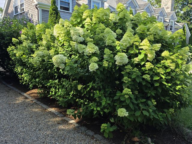 Blooming hydrangea hedge along a gravel driveway